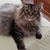 Patricia Chelton's profile image