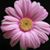 Barbara Trammer Starnes's profile image