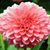 Romeka Morrow's profile image