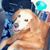 Lisa Darnall Thornton's profile image