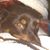 Joy Lynn Rose's profile image