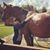 Lindsay Kooienga's profile image