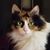Denise Dorn's profile image