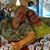 Becky Vroman-Skelton's profile image