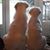Peggy Richard's profile image