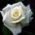 Jacqueline Melrose's profile image