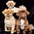 Dawn Barnhurst's profile image