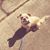 Anne Zweifel's profile image