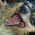 Sonny John Robbin's profile image