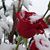 Debby Morton Fleisch's profile image