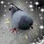 Donna Nixon's profile image