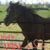 Treva Osborne's profile image