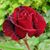Daliza F Cruzz's profile image