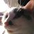 Shar Alexandra Smith's profile image