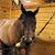 Willie Ann Pals's profile image