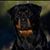 Steve Thomas's profile image