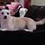 Gloria G. Montez's profile image