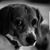 Tony Dollinger's profile image