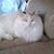 Henrietta Giza's profile image