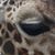 Kim Francis's profile image