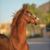 Lori Ross's profile image