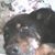 Krisha Vannorman's profile image