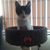 Amy Chew's profile image