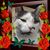Kailla Tatsul Schneider's profile image