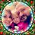 Sammy Jacobs's profile image