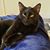 Cheryle Todd DeLorenzo's profile image