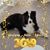 Joan Papaleo's profile image