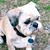 Sarah Fulmer Odom's profile image