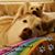 Krissy Schiber Manwaring's profile image