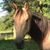 Kimberly Zoellner Scheffer's profile image