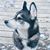 Amy Colligan Hamilton's profile image