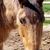 Leane Kennedy Linnell's profile image