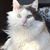 Lisa Lane King's profile image