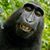 Jack Giralico's profile image