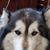 Karen Sherlock Schakel's profile image