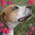 Carol Peynado's profile image