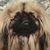 Machieste Davis's profile image