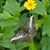 Dawn Viebach-Concepcion's profile image