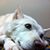 Karen Green's profile image