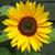 Joanne Marie's profile image