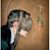 Lou Corradi's profile image