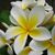 Andam Adel Barqawi's profile image