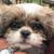 Terri Livingston's profile image