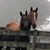 Lisa Croxall's profile image
