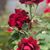 Tammy Pursley's profile image