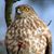 Linda Meyer's profile image